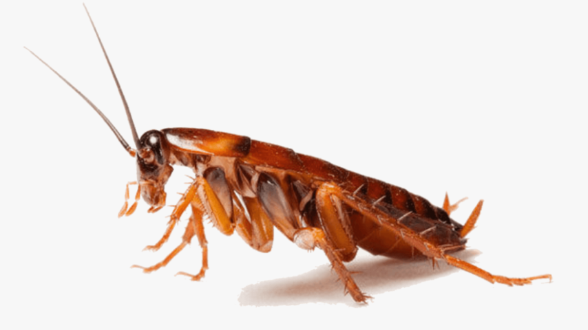 Top Cockroach Control Company in Sarnia