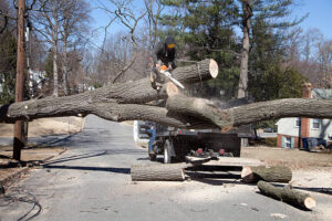 Dangerous Tree Removal