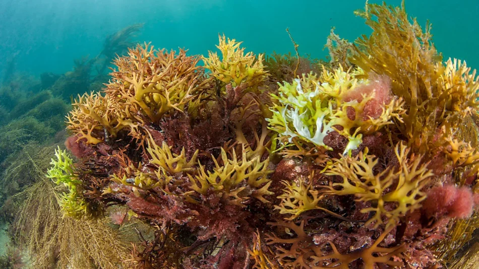 sea moss in Australia