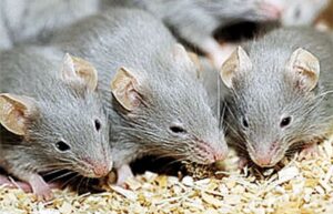 mice-control-oakville