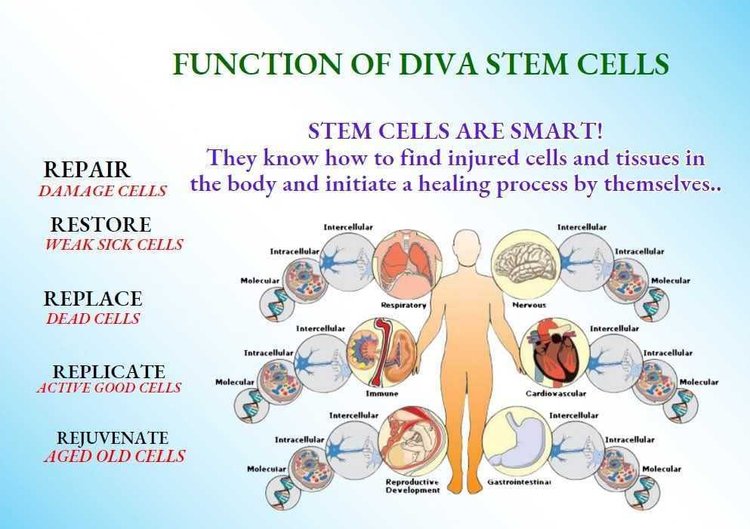 Diva Secret Stem Cell