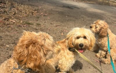 Good Walker Hands-free Leash