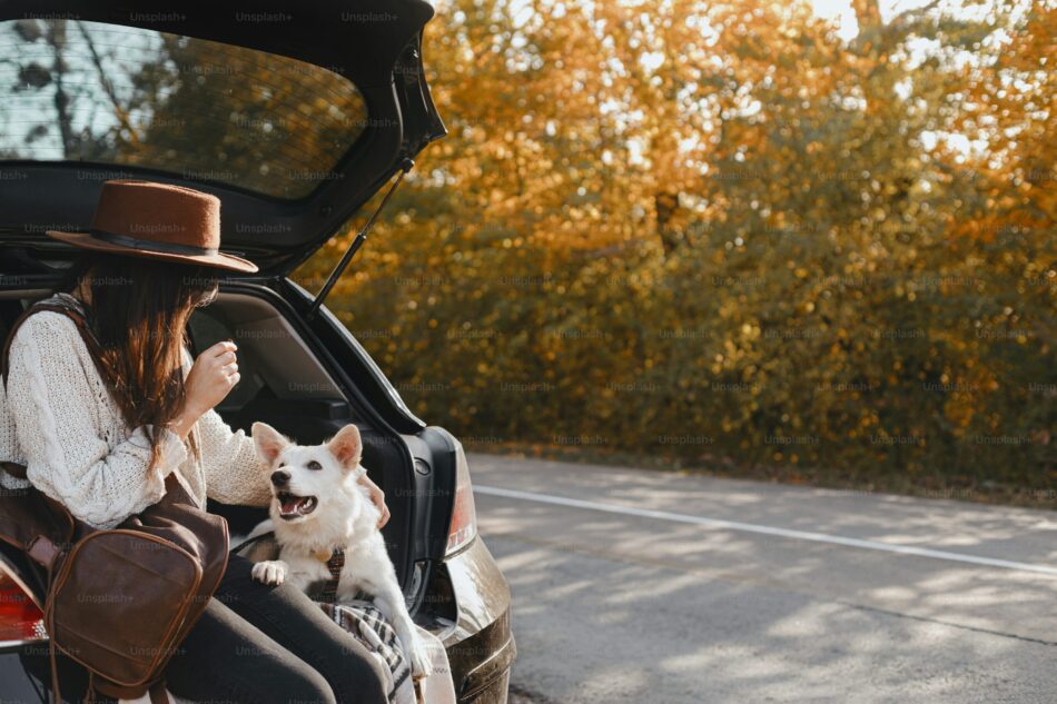 dog in carrier