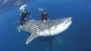 Diving with Whale Sharks at Ningaloo Reef
