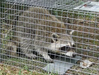 raccoon-control-and-removal-in-Bradford