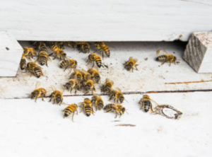 Signs That Bees Are Moving Into Your Home’s Crevices