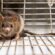 rodent-control-Halton-hills