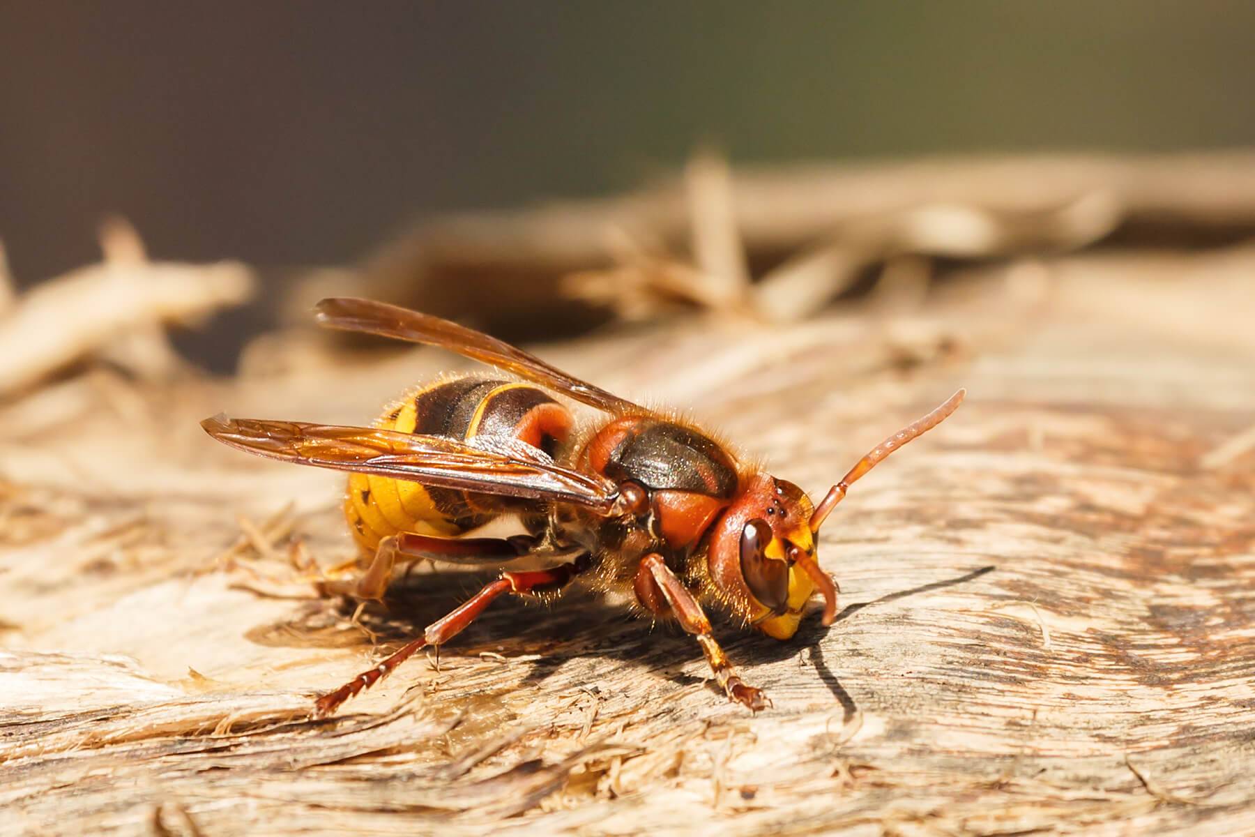 Effective Spider Control in Maple Ridge: A Comprehensive Guide post thumbnail image
