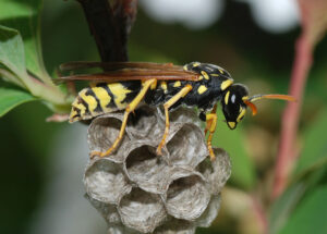 wasp-control-Guelph