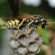 wasp-control-Guelph