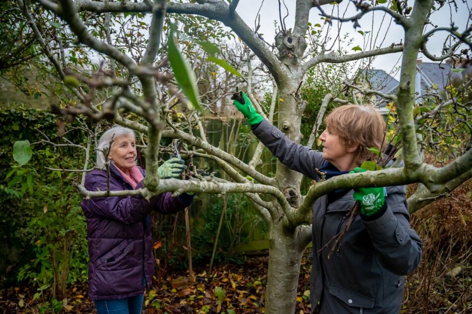 pruning