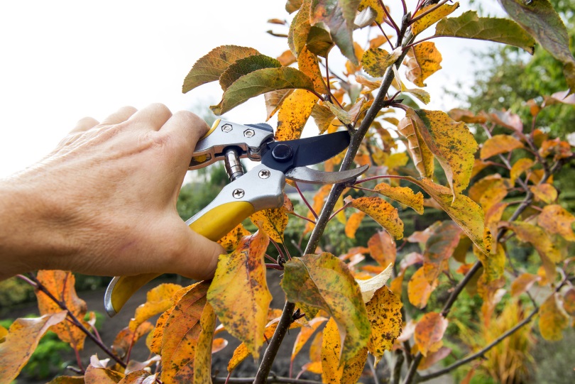 Tree pruning in autumn What you need to consider