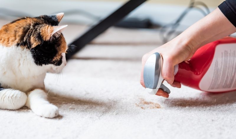 Professional carpet cleaning is essential for pet owners, helping remove deep-seated pet hair, odors, stains, and allergens to maintain a cleaner, healthier, and fresher home environment.