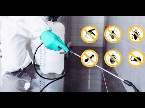 pest-control-London-Ontario