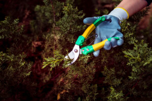 Stump Removal Service Frederick Tree Service Comprehensive Tree Care for Your Property