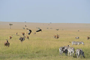 Africa