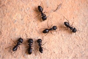 ant-control-london
