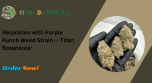Purple Punch Weed Strain