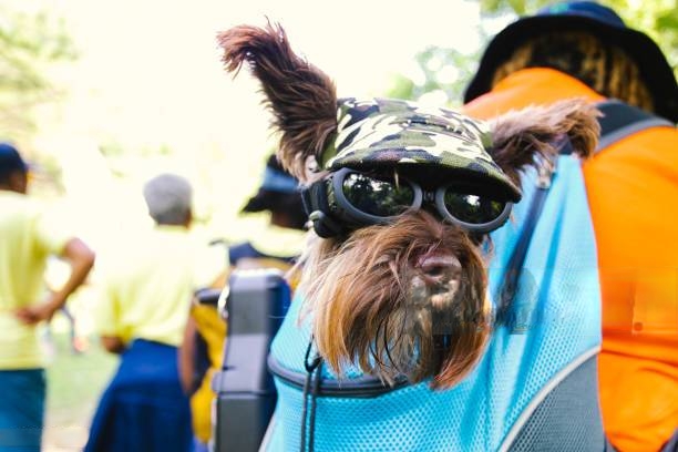 dog carrier purse