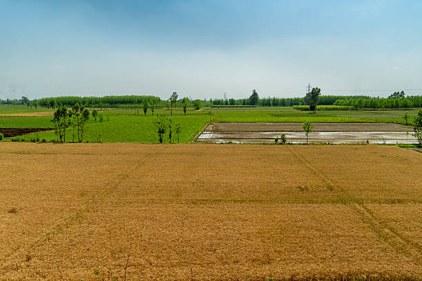 Kharif