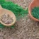 Dill Seeds