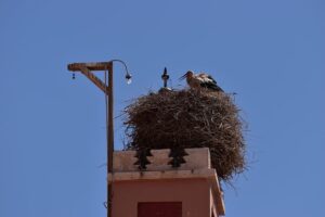 Chimney Animal Removal