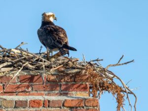 Chimney Animal Removal