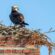 Chimney Animal Removal