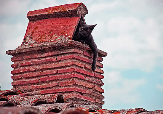 Chimney Animal Removal