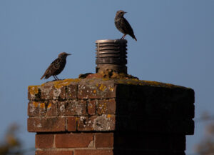 Chimney Animal Removal