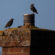 Chimney Animal Removal
