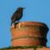 Chimney Animal Removal
