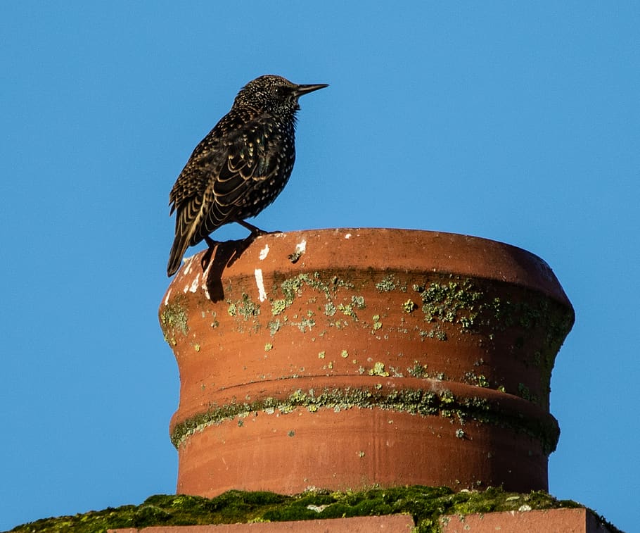 Chimney Animal Removal
