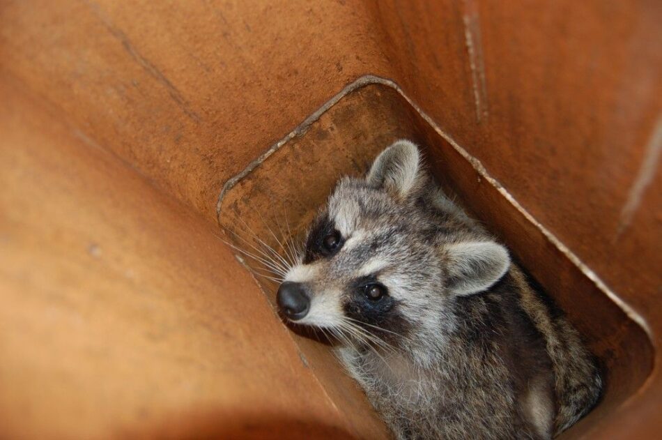 Chimney Animal Removal