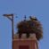 Chimney Animal Removal