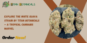 White Guava Strain