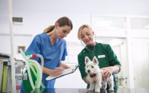 animal clinic Victoria