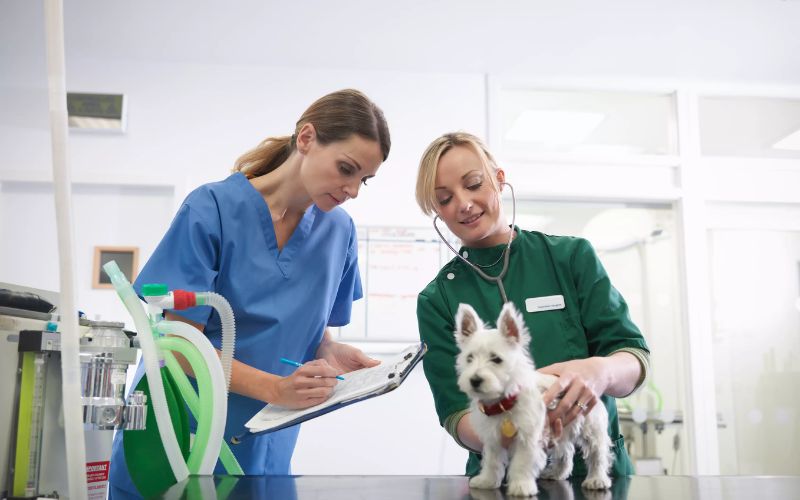 animal clinic Victoria