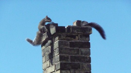 chimney animal removal