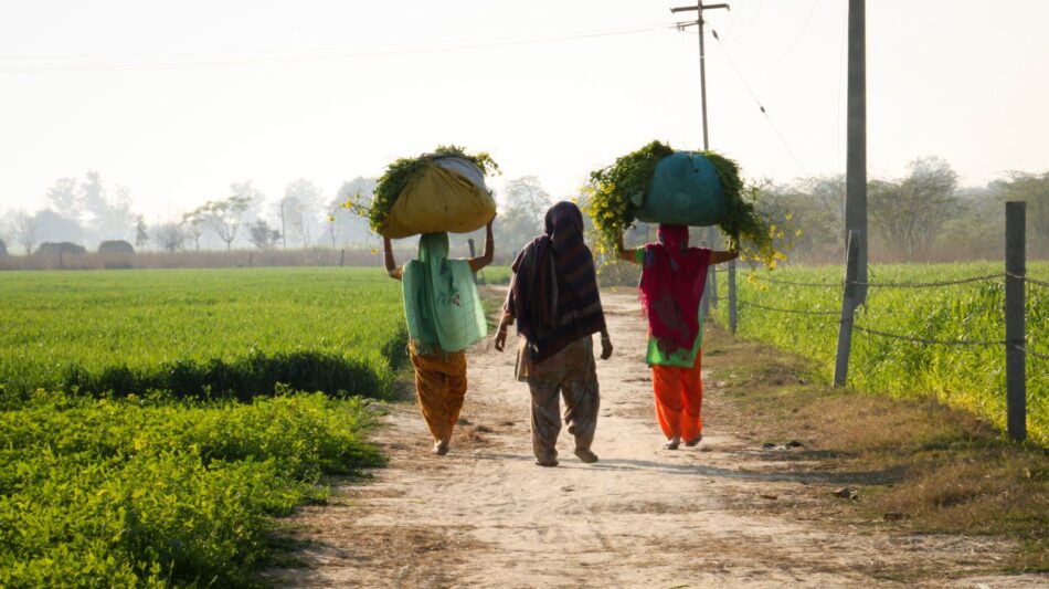 Punjab agriculture