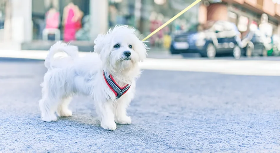 Dog Training Chicago