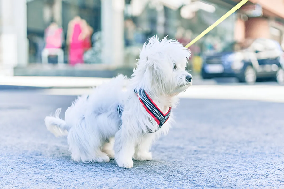 dog training chicago