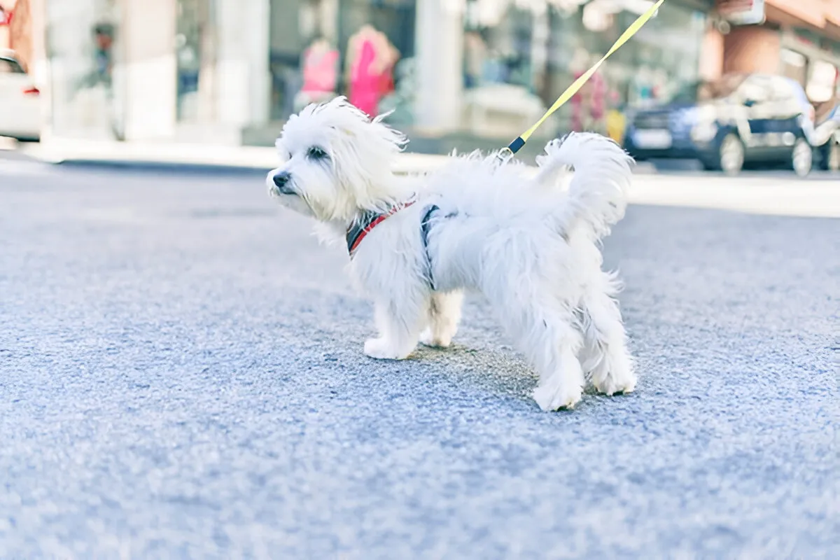 Private Dog Training Chicago