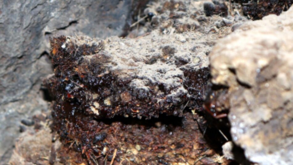 African Shilajit