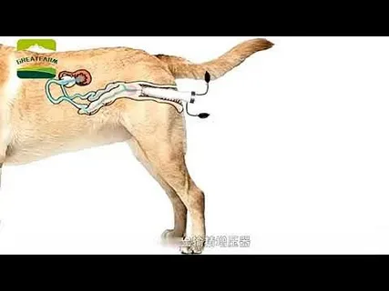 Artificial Insemination & At-Home Insemination
