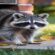 Chimney Animal Removal