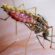 Malaria Pills