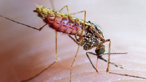Malaria Pills