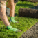 Lawn Installation Ipswich