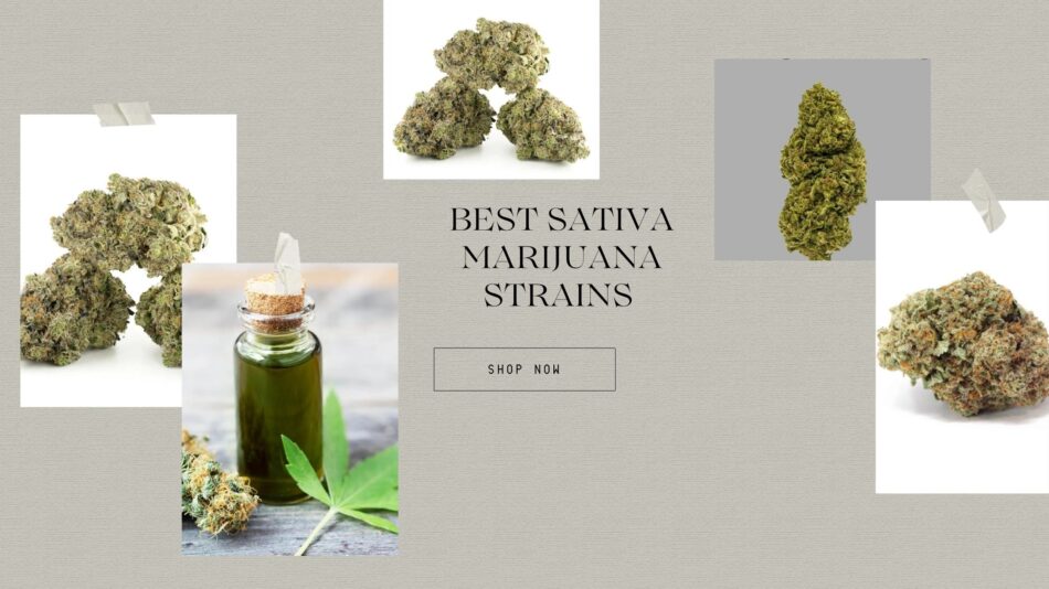 Best Sativa Marijuana Strains